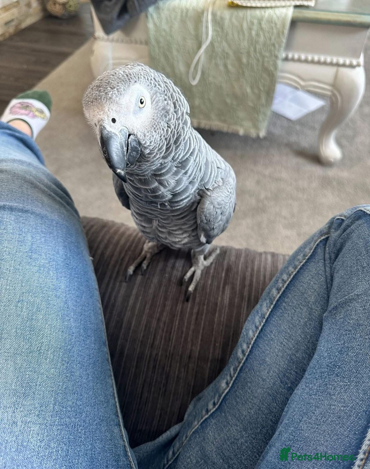 Parrots birds All Parrot scammer - Advert 7