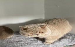 British Shorthair cats for stud: 🔥 GCCF TICA FAWN STUD ONLY ONE IN THE MIDLANDS  in Derby - Image 1