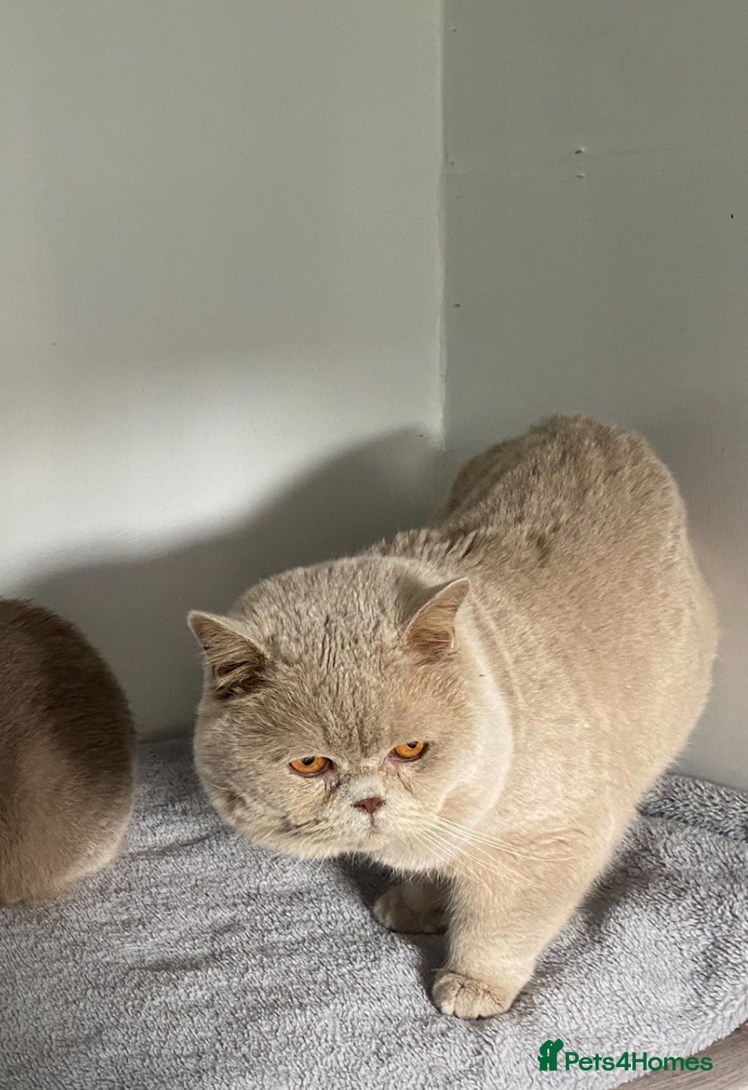 British Shorthair cats for stud: 🔥 GCCF TICA FAWN STUD ONLY ONE IN THE MIDLANDS  in Derby - Image 1