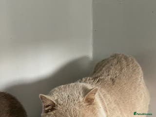 British Shorthair cats 🔥 GCCF TICA FAWN STUD ONLY ONE IN THE MIDLANDS in Derby - Advert 14