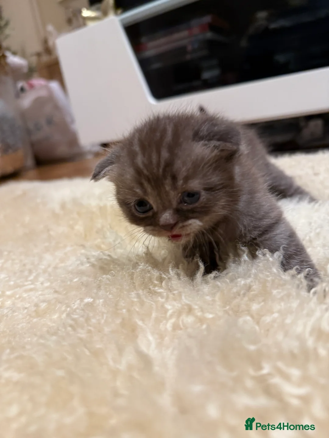 British Shorthair cats for sale: BSH x Fold Show quality choc boy  - Advert 12