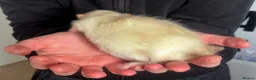 Rat rodents for sale: Beautiful little baby rats - Advert 3
