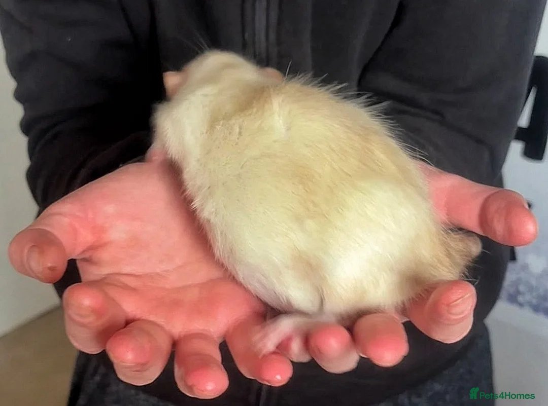 Rat rodents for sale: Beautiful little baby rats - Advert 3