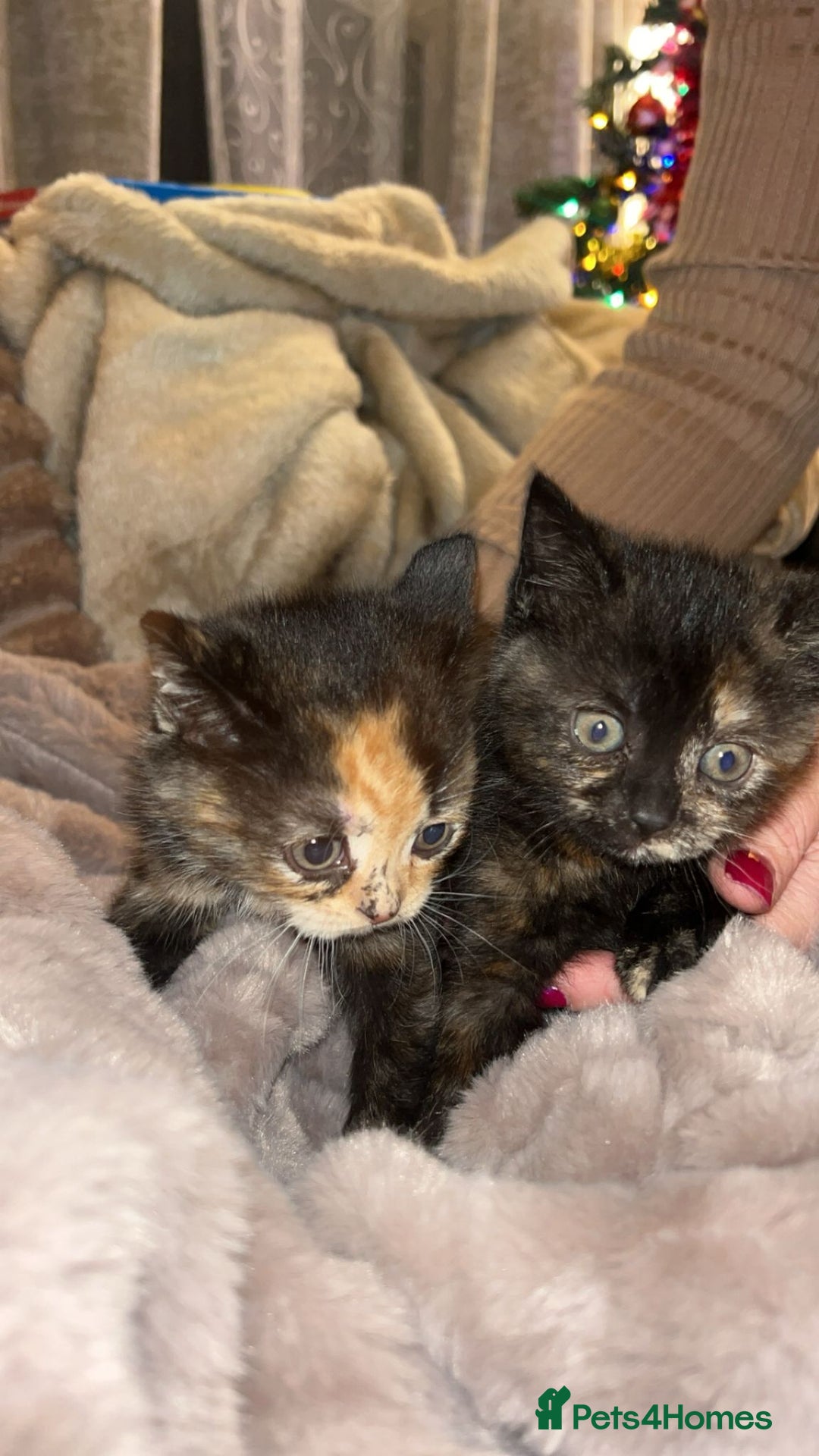 British Shorthair cats for sale: British Short Hair girls available  - Advert 3