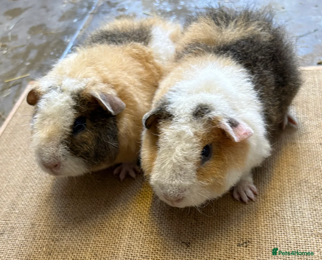 Guinea Pig rodents for sale: Pedigree Teddy Boars - Advert 2