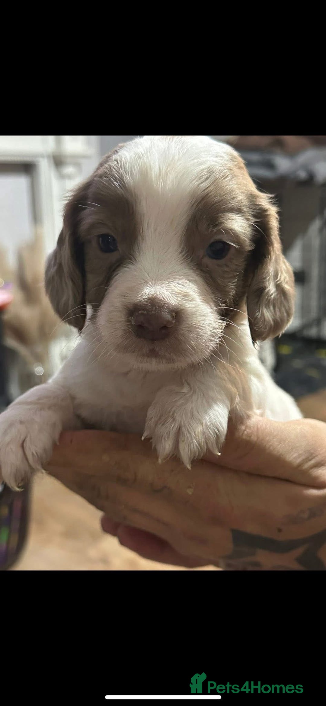 Cocker Spaniel dogs for sale: Cocker Pups  - Advert 2