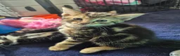 Mixed Breed cats for sale: 4 gorgeous kittens  - Advert 9