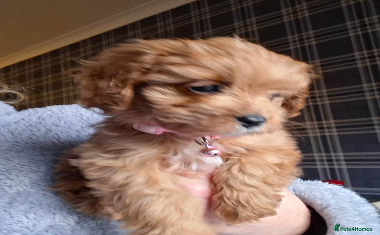 Cavapoo dogs Adorable F1 Cavapoo puppies  - Advert 16