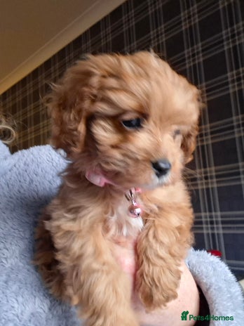 Cavapoo dogs Adorable F1 Cavapoo puppies - Advert 16