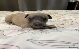 Whippet dogs for sale: Whippet puppies  - Image 32