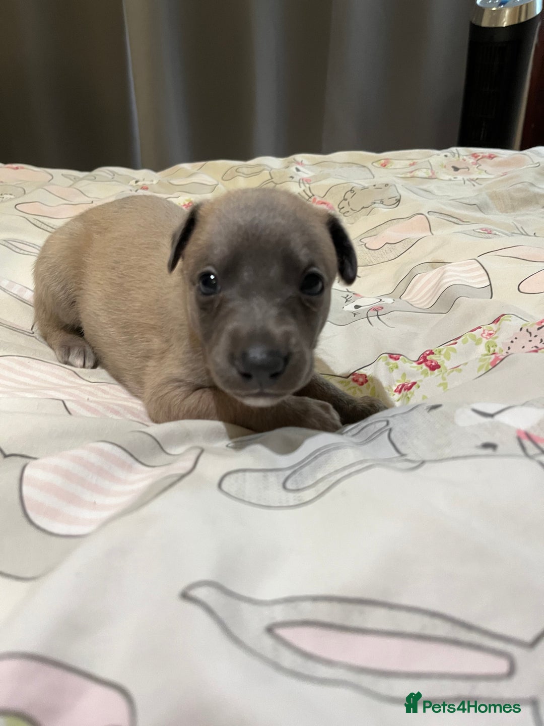 Whippet dogs for sale: Whippet puppies  - Image 32