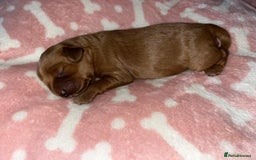 Cockapoo dogs for sale: 🌸3 gorgeous Chunky Cockapoos 🌸 - Image 35