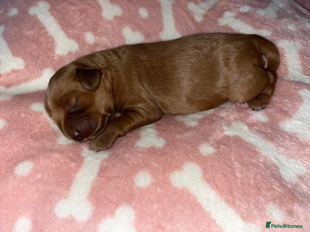 Cockapoo dogs for sale: 🌸3 gorgeous Chunky Cockapoos 🌸 - Image 35