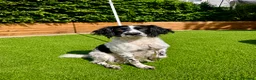 Sproodle dogs for sale: Stunning F1 Sproodles  - Advert 8