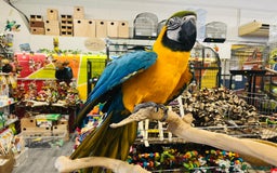 Macaws birds for sale: Super tame female Blue and gold macaw - Image 2