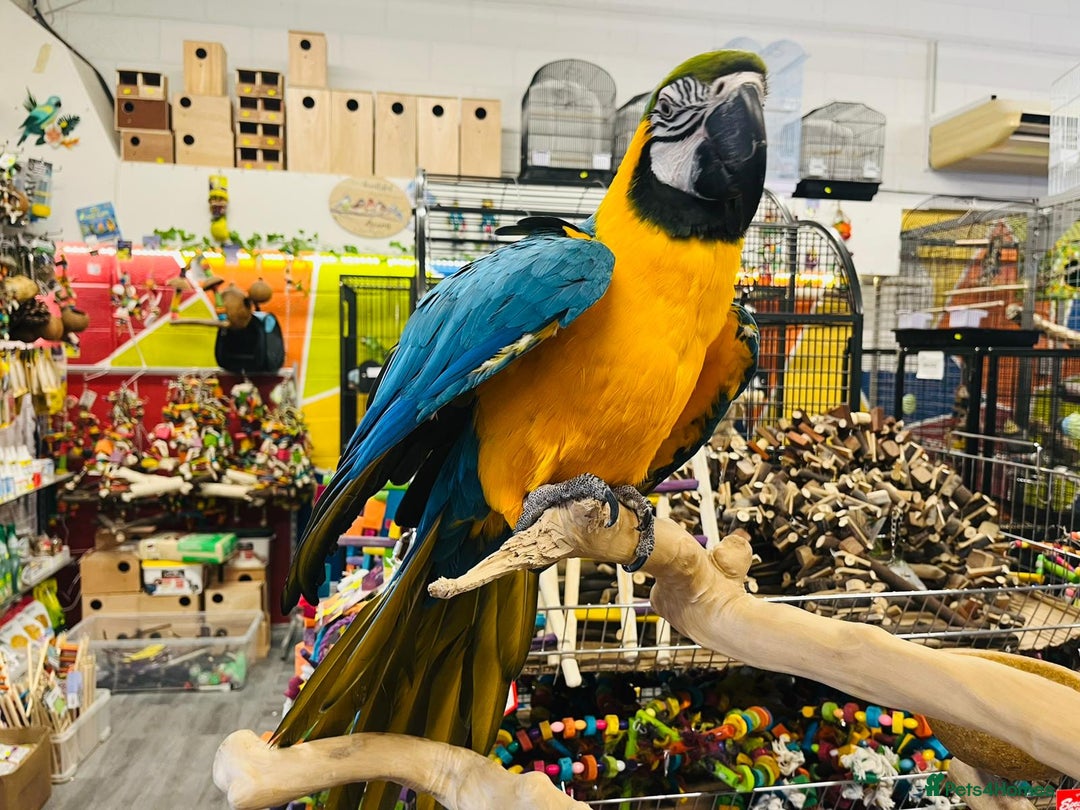 Macaws birds for sale: Super tame female Blue and gold macaw - Image 2
