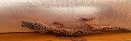 Leopard Gecko reptiles for sale: Leopard geckos I’ve had them for about a year  in Reading - Advert 6