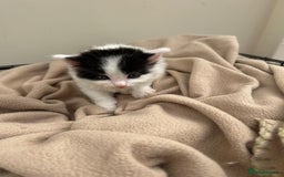 Mixed Breed cats for sale: Kittens - Image 7