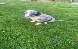 Border Collie dogs for sale: Border Collies READY NOW - Image 19