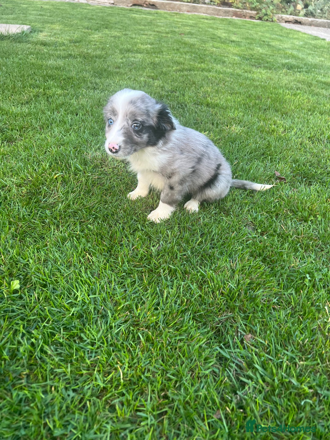 Border Collie dogs for sale: Border Collies READY NOW - Image 19