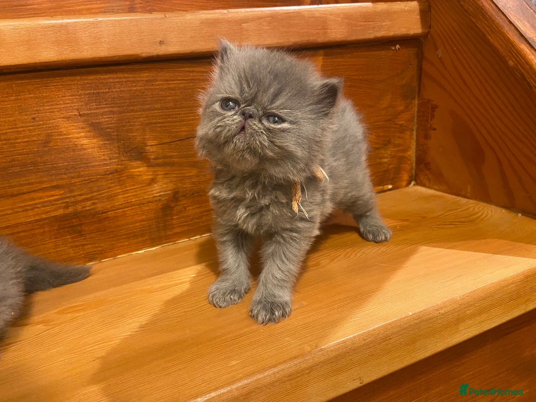 Persian cats for sale: Stunning pedigree Persian kittens - Advert 6