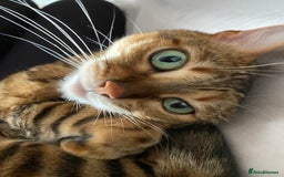 Bengal cats for sale: Mary 6 years old bengal girl looking her new home - Image 4