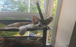 Singapura cats for sale: Accidental Singapura x Abyssinian x Moggie in Lowestoft - Image 13