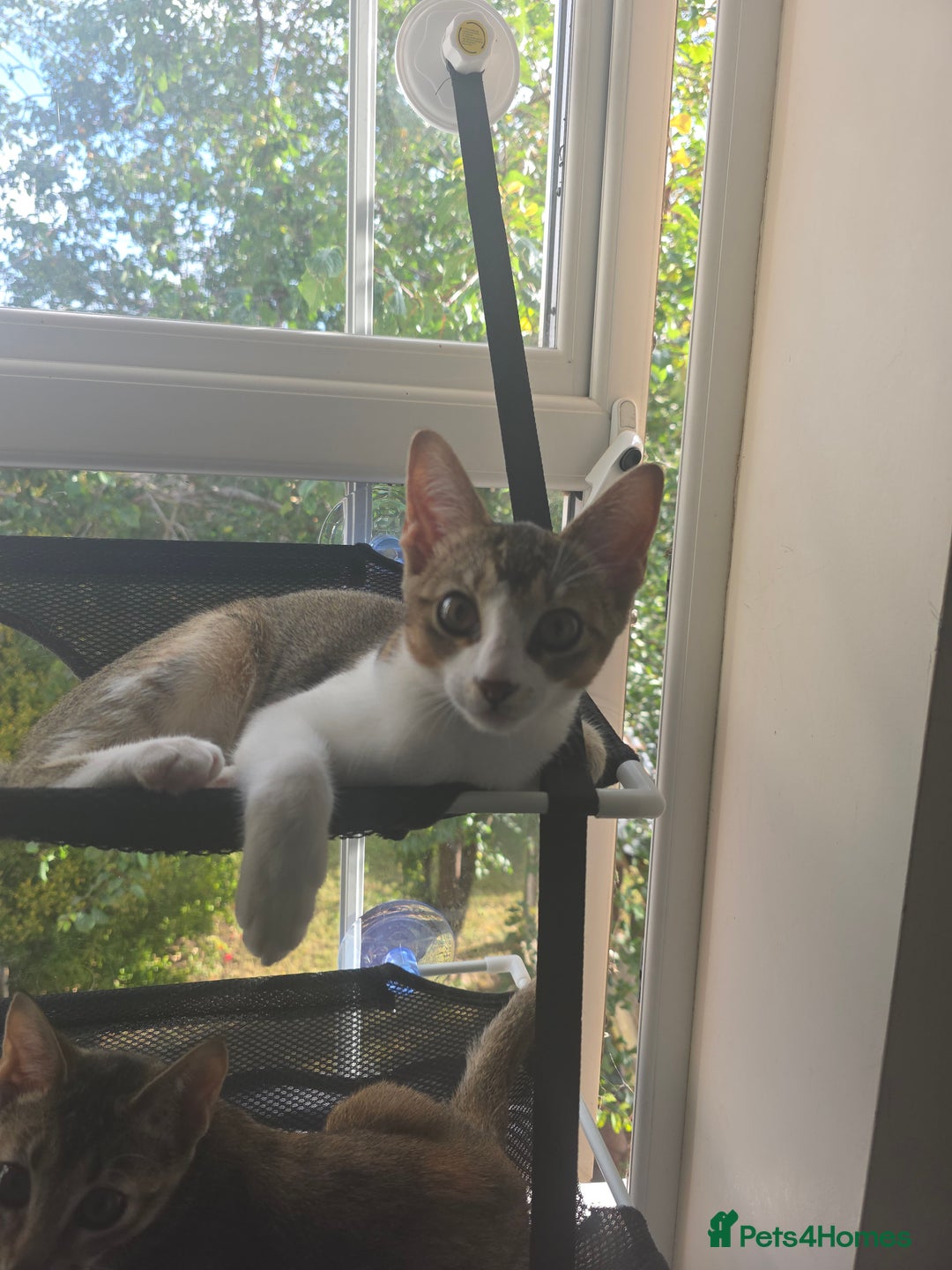 Singapura cats for sale: Accidental Singapura x Abyssinian x Moggie in Lowestoft - Image 13