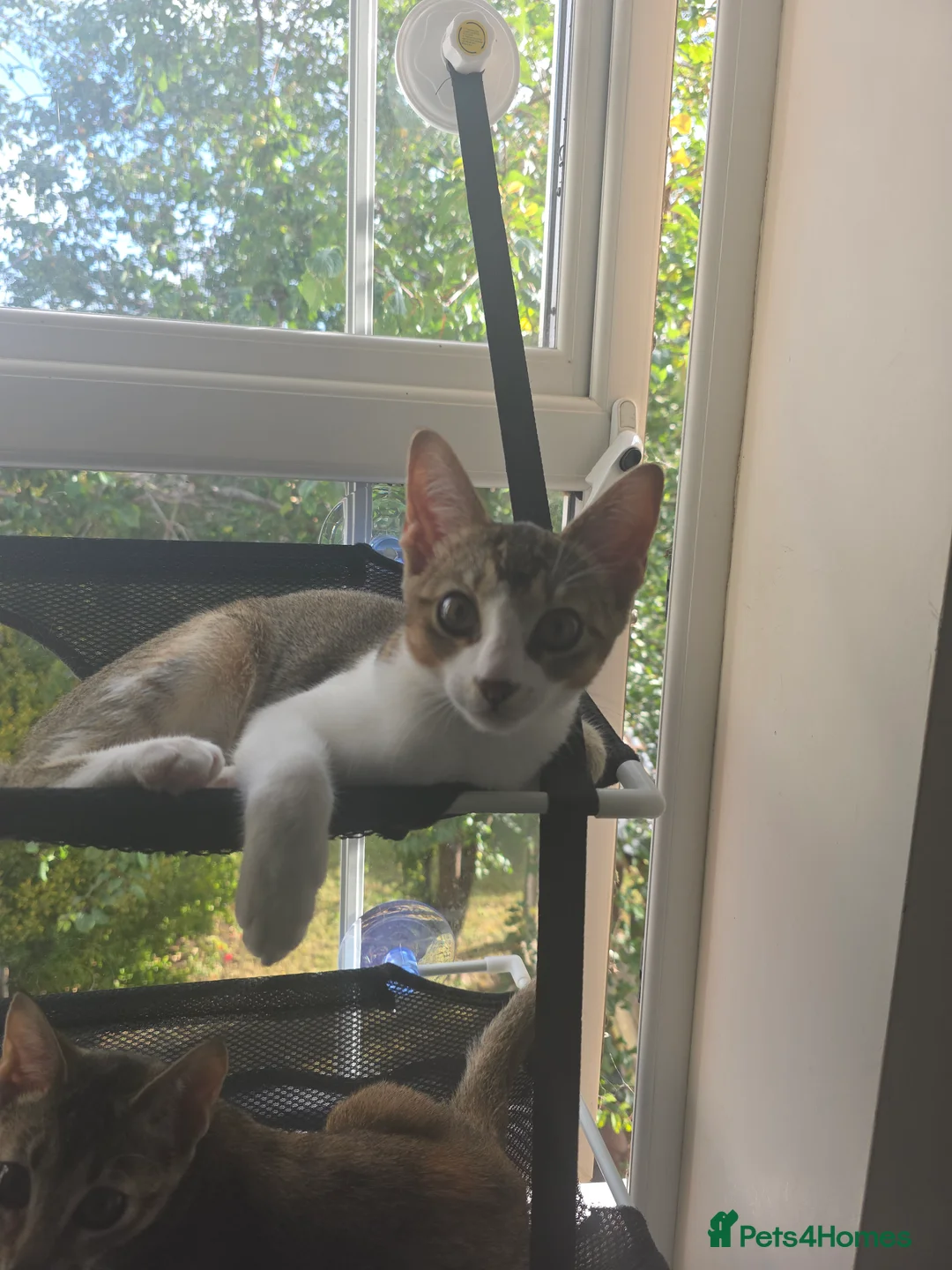 Singapura cats for sale: Accidental Singapura x Abyssinian x Moggie in Lowestoft - Advert 15