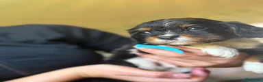 Cavalier King Charles Spaniel (blue boy)