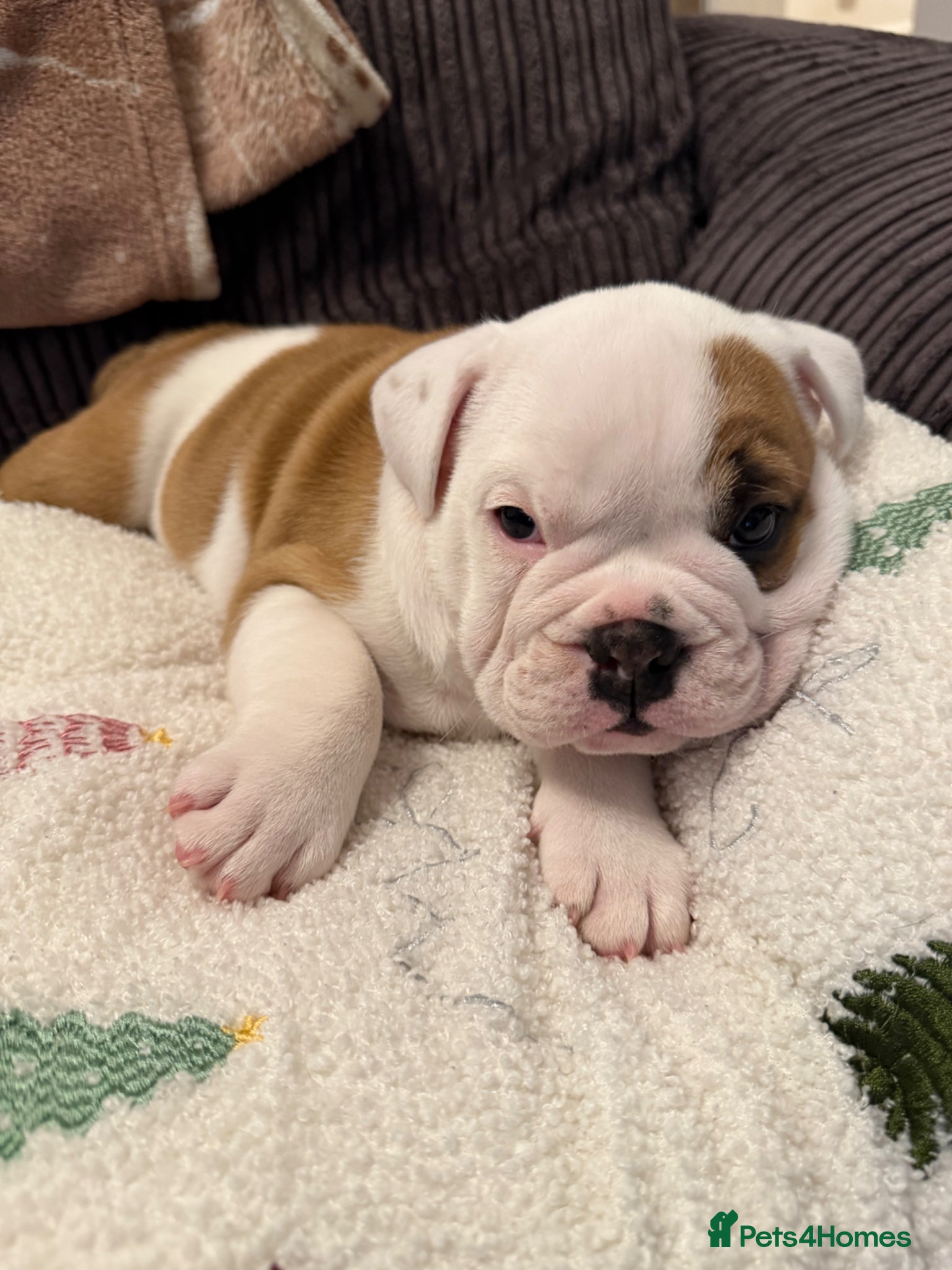 English Bulldog dogs English bulldog girl  - Advert 4