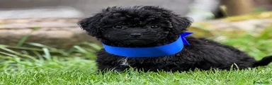 Poochon Puppy 1