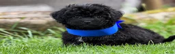 Poochon dogs for sale: Absolutely beautiful poochons ready now  in Chester - Advert 6