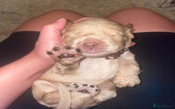 Cocker Spaniel dogs for sale: Cockerspaniel puppies x3 left  - Image 4