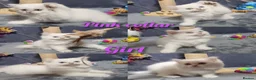 British Longhair cats for sale: BHL Silver Tipped ns12 KITEN - Advert 13