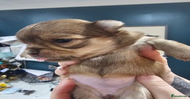 Chihuahua dogs Long hair tri chocolate apple head chihuahuas   - Advert 1