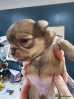 Chihuahua dogs Long hair tri chocolate apple head chihuahuas - Advert 1