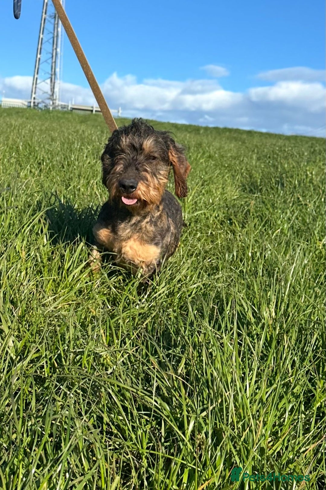 Dachshund dogs for sale: Wire haired dachshund dog - Advert 7