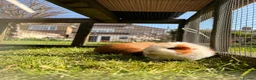Guinea Pig rodents for sale: Female guinea pigs  - Advert 12