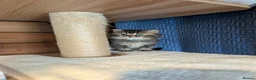 Scottish Fold cats for sale: ⭐ Ready Now Scottish straight kittens  ⭐ - Advert 22