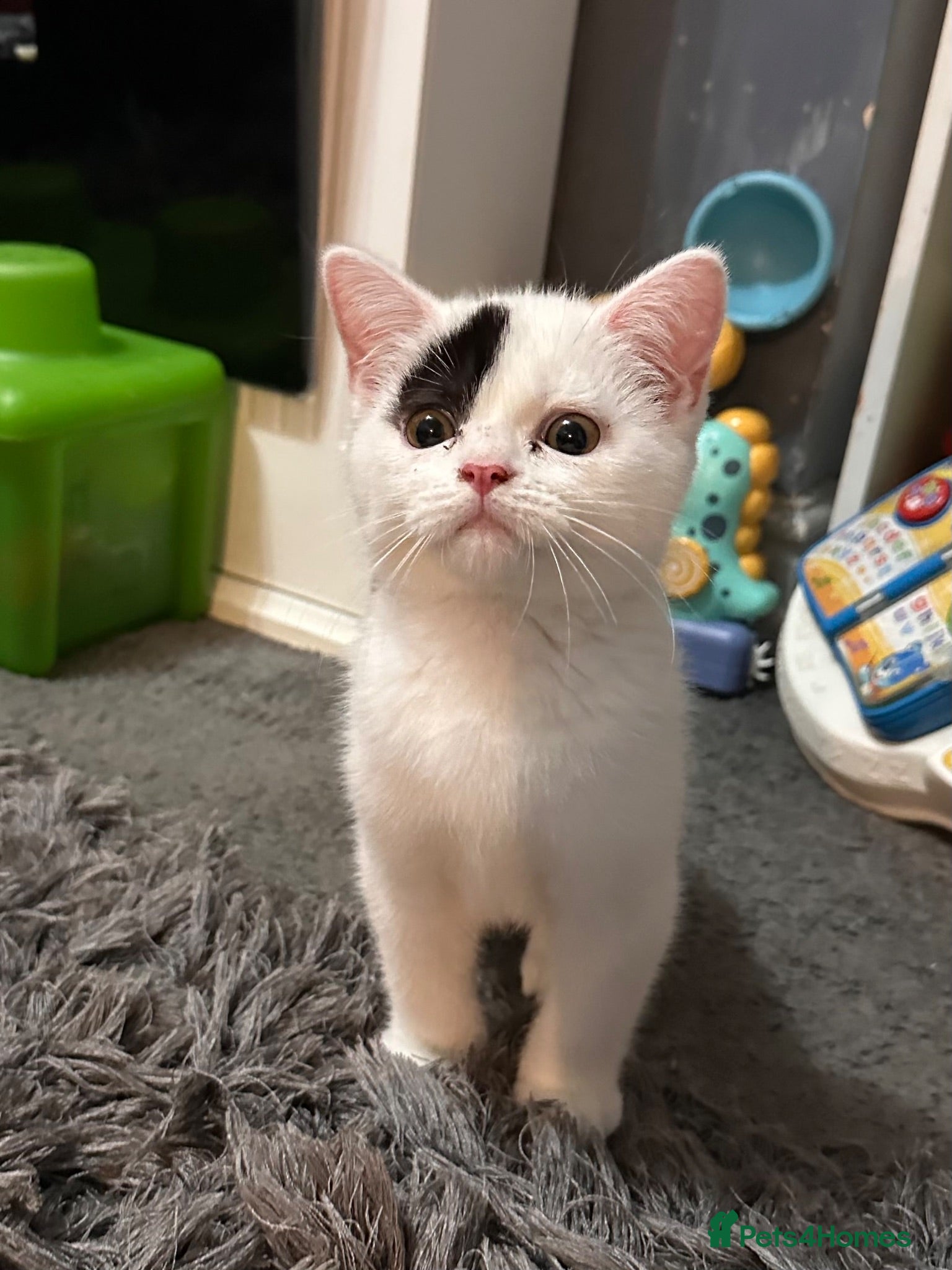 British Shorthair cats British shorthair/exotic Persian kitten 10wks - Advert 9