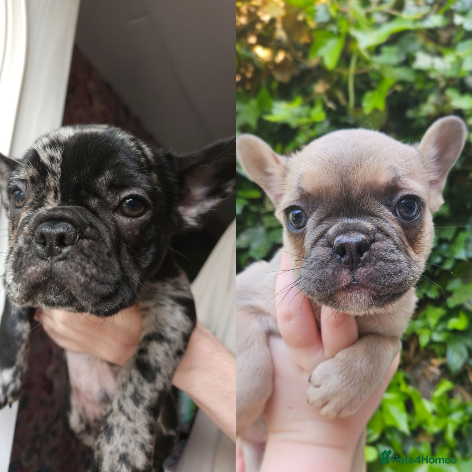 French Bulldog dogs 2 beautiful boys left - Advert 11