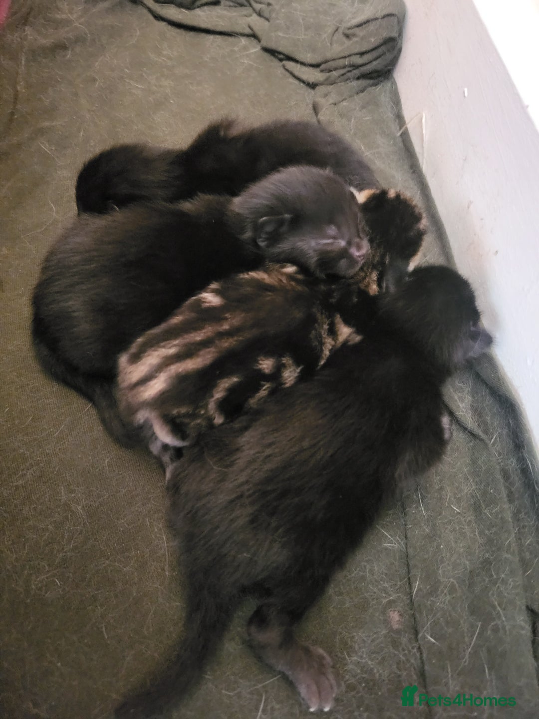 Mixed Breed cats for sale: Stunning Litter of Beautiful Kittens  - Image 1