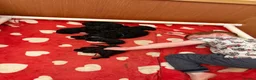 Standard Poodle dogs for sale: Exceptional Standard Poodle Puppies  - Advert 5