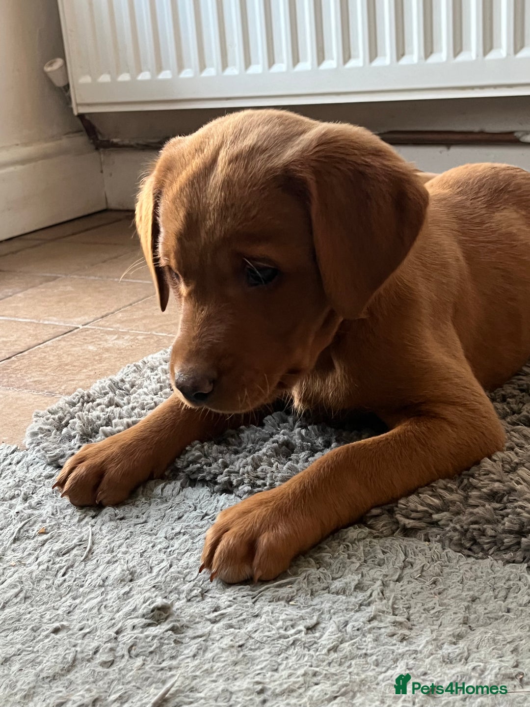 Labrador Retriever dogs for sale: Fox Red Labrador puppies - Advert 17