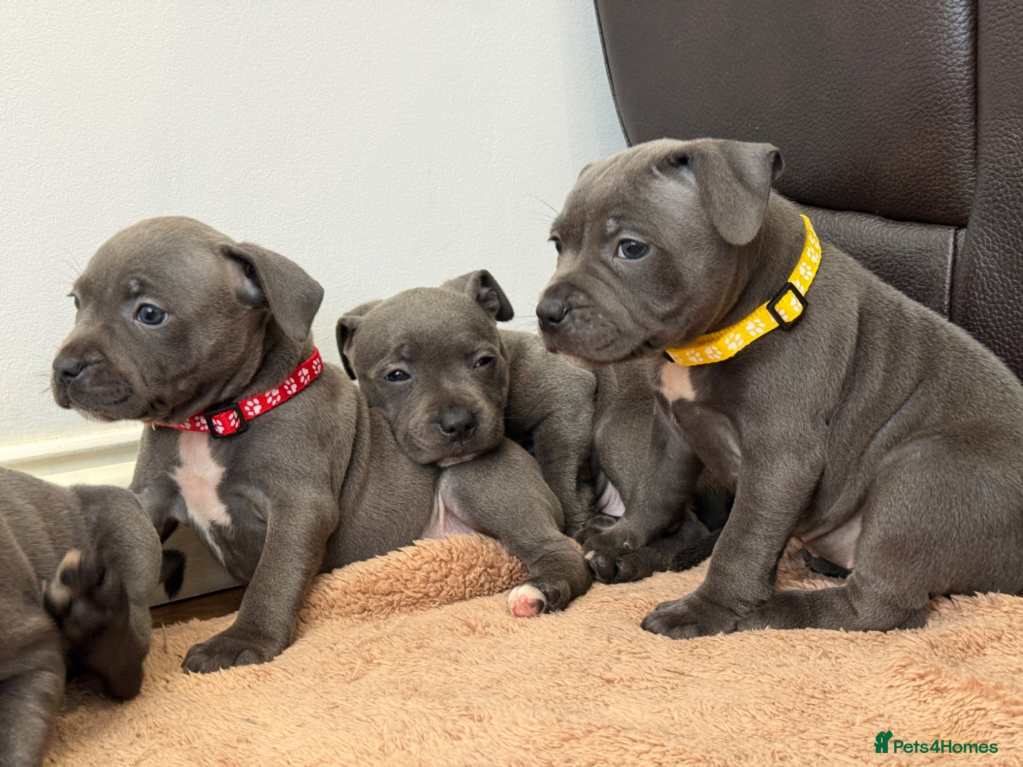 Staffordshire Bull Terrier dogs ❗️Ready to leave Now - Advert 2