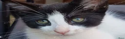 Mixed Breed cats for sale: Male kitten 1 month – boy - Advert 10