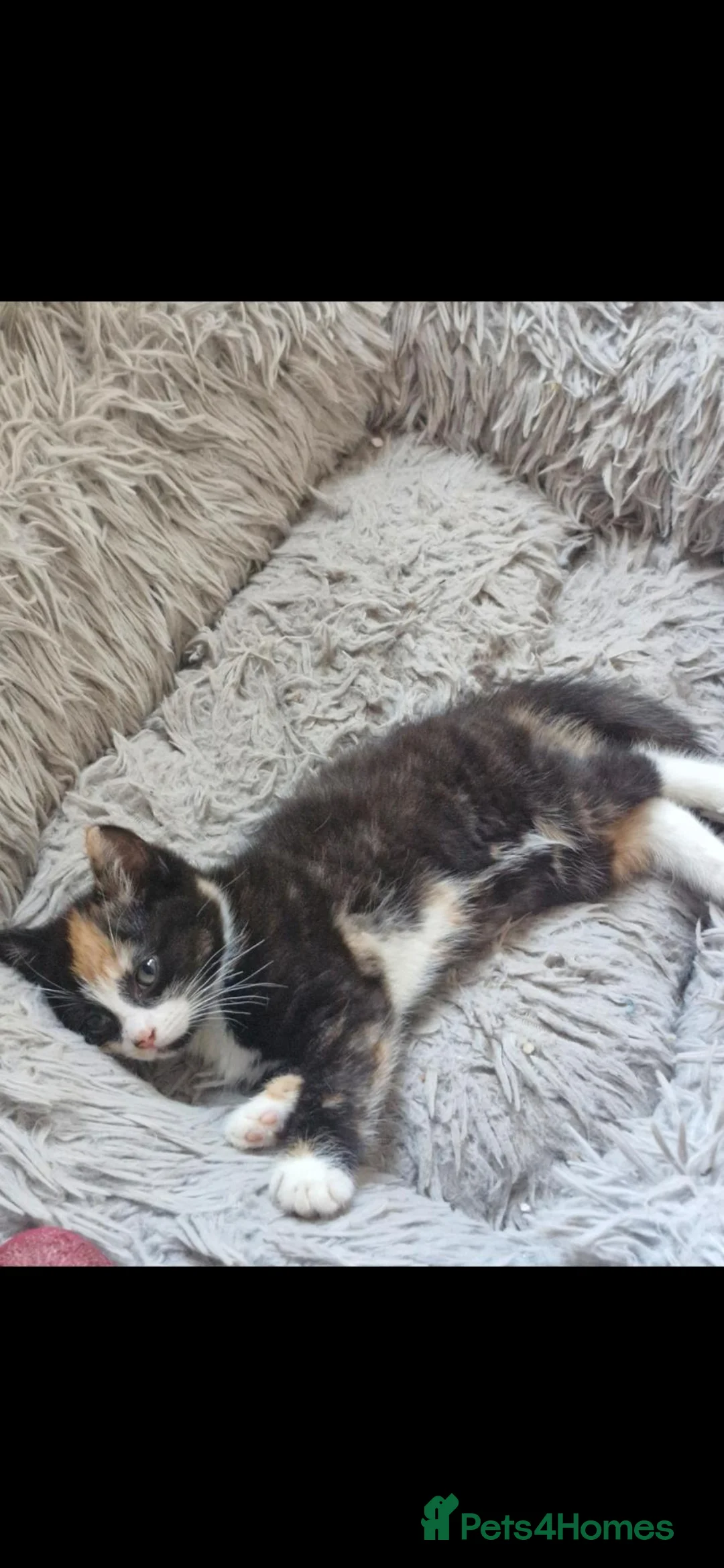 Mixed Breed cats for sale: 2 kittens girls - Advert 2