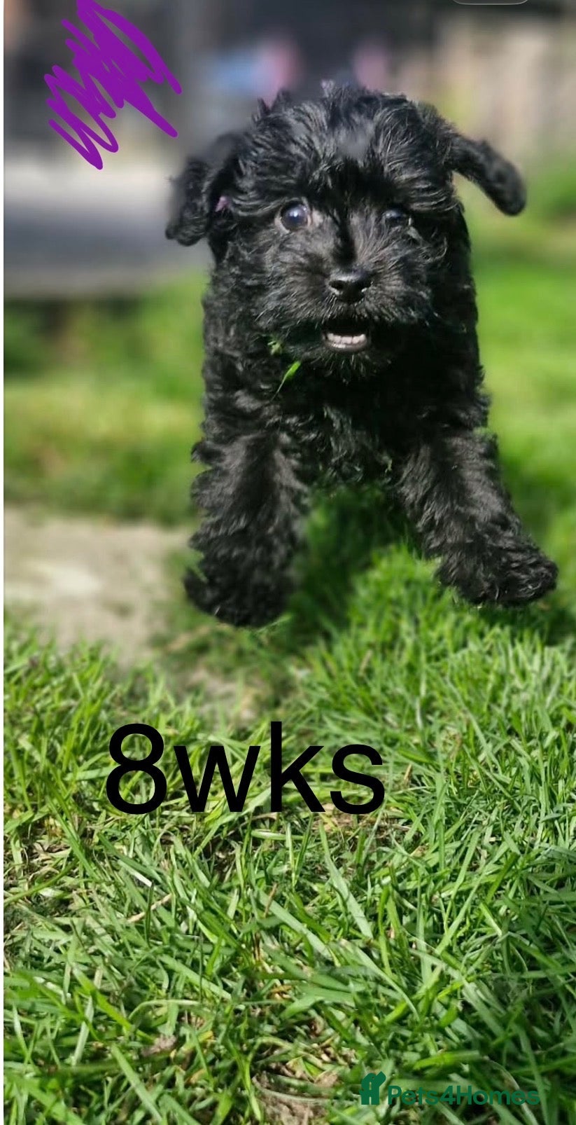 Westiepoo dogs READY TO LEAVE NOW. gorgeous Westiepoo girls  - Advert 2