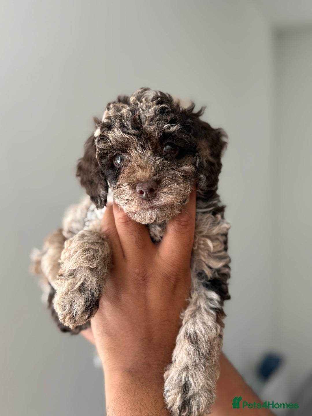 Cavapoo dogs for sale: Adorable Cavapoo Puppies – Ready for Loving Homes - Image 10